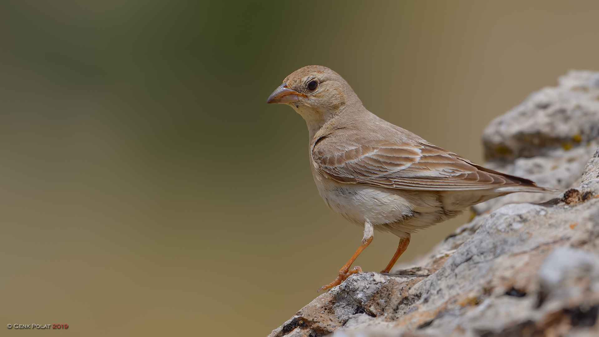 Pale Rockfinch